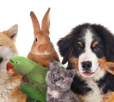 Animais de Estimação